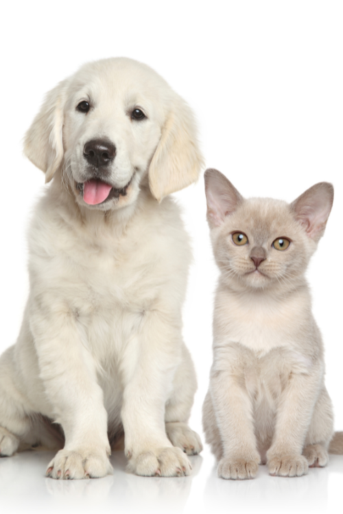 Lugtfri hundekurv og kattebakke: Sådan fjerner du lugten uden skrap kemi