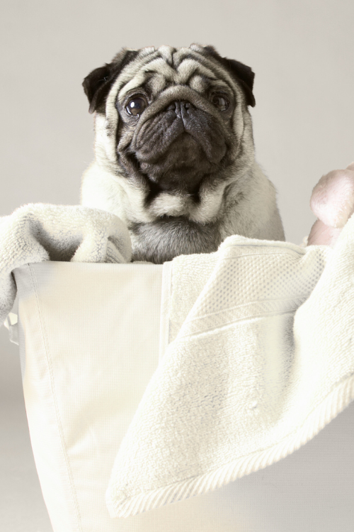 From Lifestyle Influencer to a Thriving Pet Care Universe